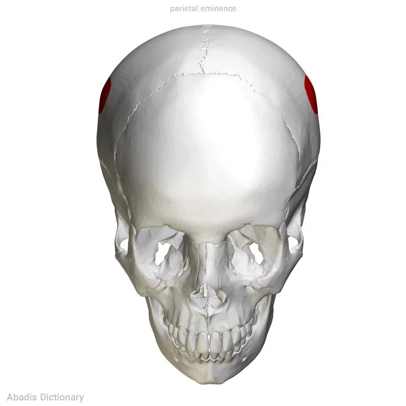 parietal eminence